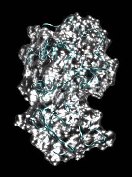 Space-Filling Model of Hen Egg White Lysozyme